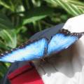 morpho 