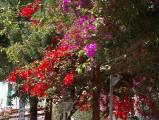 124 Ile d'ISCHIA - Bougainvilliers